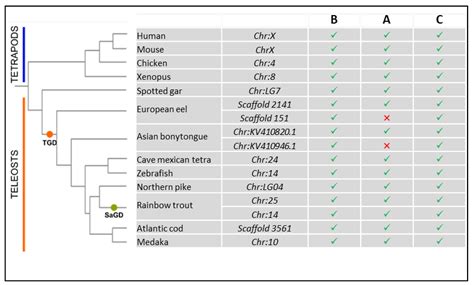 Diving into the Evolutionary History of HSC70-Linked Selective ...
