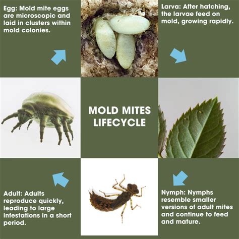 What Do Mold Mites Look Like? Identifying These Microscopic Pests