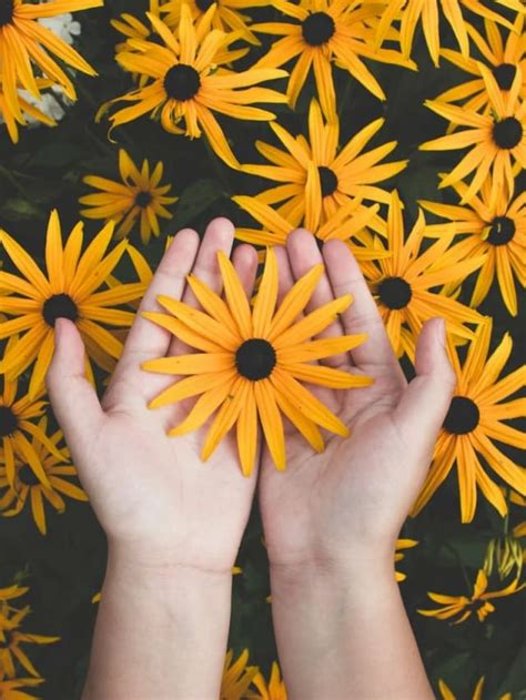 Image result for Bloom Flower Spring Fall