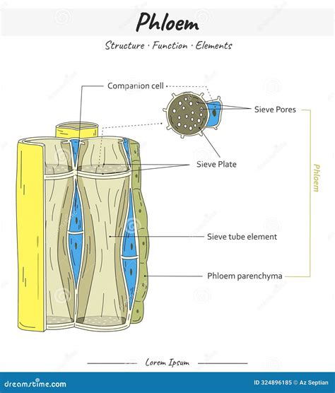 Phloem Structures And Elements Illustration With Text Cartoon Vector | CartoonDealer.com #324896185