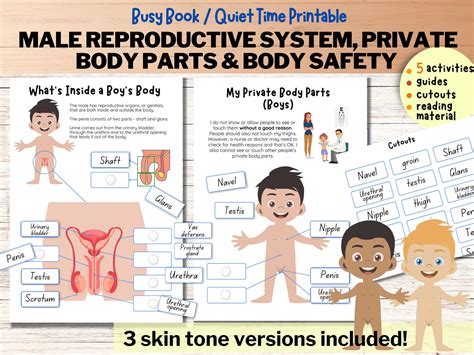 Male Reproductive System Toddler Busy Book Human Anatomy Private Parts ...