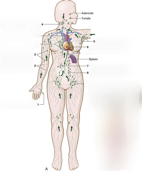 Image result for Map of Lymphatic System