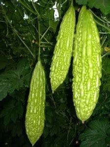 VibeX GBPUT-10 - Bitter melon - Muop Dang - Bitter Gourd - (100 Seeds ...