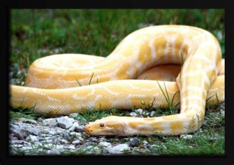 Buy ndegdgswg Diy oil painting snake viper snake cobra reptile cold ...