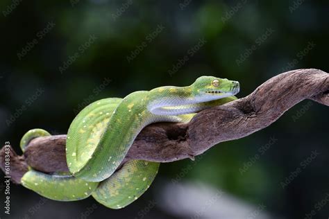 Image result for Black Green Tree Python