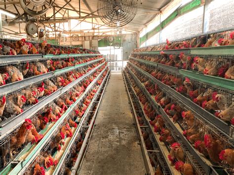 Poultry Farming