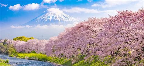 Here Are The Best Places to See Cherry Blossoms in Japan | KAYAK IN