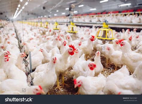 181,396 Poultry Farming Images, Stock Photos & Vectors | Shutterstock