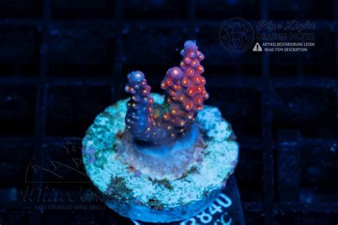 Acropora in Coral ID - The Whitecorals coral encyclopedia [Coral ...