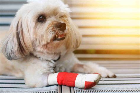 The Importance of Having an Airport Pet Emergency Clinic