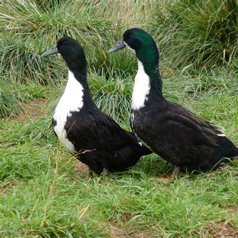 White And Black Duck