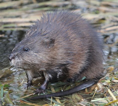 Wildlife Watching Wednesday: Winter Muskrats — Global Outdoors Blog