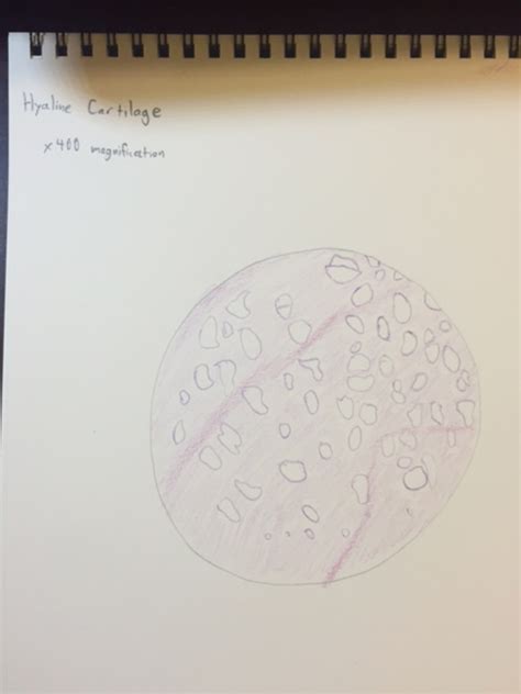 Hyaline Cartilage Drawing