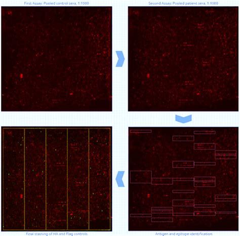Peptide Microarray Applications 的图像结果
