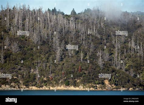 Cook Strait 的图像结果