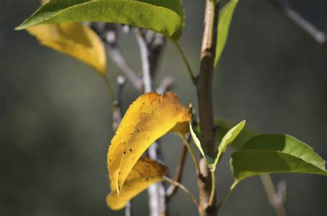 Pear Tree Leaves Turning Yellow - Fixing A Pear Tree With Yellow Leaf ...