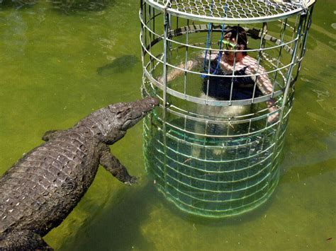 Dive into a crocodile pool at Cango Wildlife Ranch - South Africa: Get ...