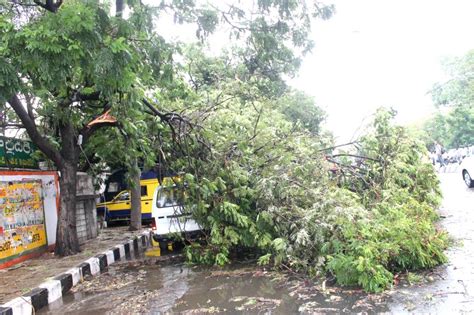 Trees uprooted due to heavy rain in Hyderabad