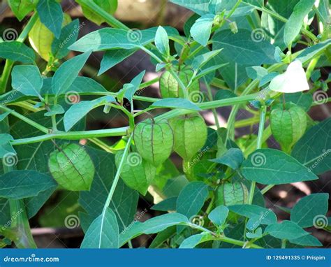 Cape Gooseberry or Golden Berry Physalis Peruviana Unripe Gree Stock ...