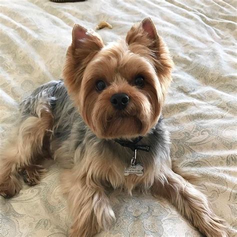 Silky Terrier | Yorkie puppy, Yorkshire terrier dog, Yorkie terrier