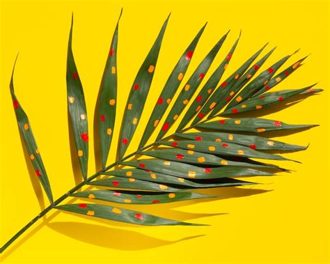 Palm oil leaves Photos - Download Free High-Quality Pictures | Freepik