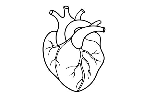 Premium Vector | Simple Outline Of Human Heart Illustration On White ...