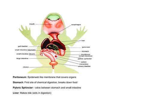 Frog Anatomy and Dissection.docx