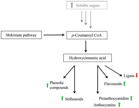 Biochemical Changes in Leaves of Vitis vinifera cv. Sangiovese Infected ...