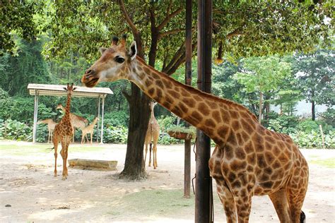 2021长隆野生动物世界以大规模野生动物放养和自驾观赏为特色，是亚洲最大的野生动物公园。门票开放时间交通_长隆野生动物世界-评论-去哪儿攻略