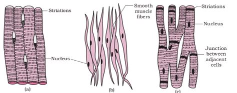 Important Diagrams: Structural Organisation in Animals - Biology Class ...
