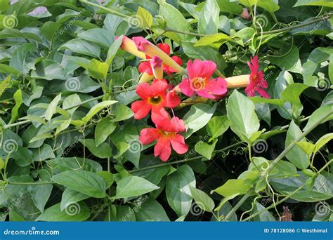 Amphilophium Buccinatorium, Red Trumpet Vine, Mexican Blood Trumpet ...