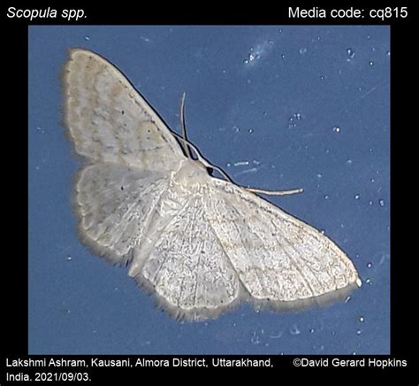 Scopula spp. | Moths