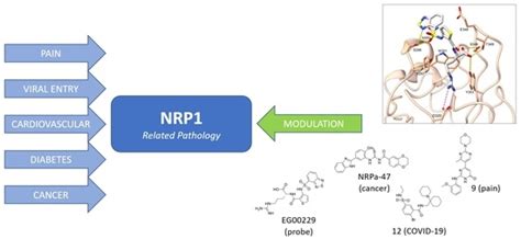Neuropilin (NRPs) Related Pathological Conditions and Their Modulators