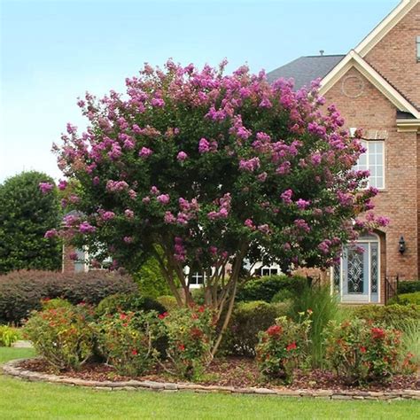 30 Stunning Landscaping Ideas with Crepe Myrtles to Transform Your Yard