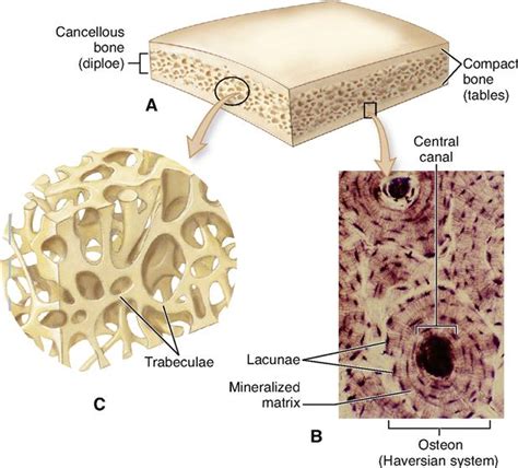 Microscopic Bone Matrix Figure 的图像结果