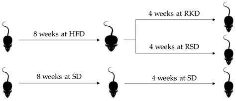 The Effect of the Restrictive Ketogenic Diet on the Body Composition ...