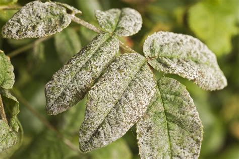 10 Common Rose Problems (and How to Fix Them)