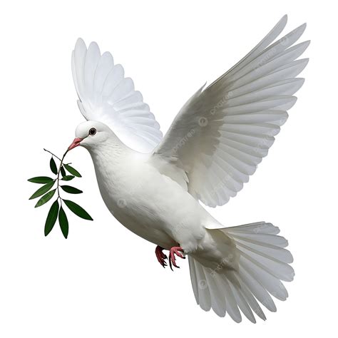 Flying White Dove With Olive Branch, Peace Symbol, Holy Spirit ...