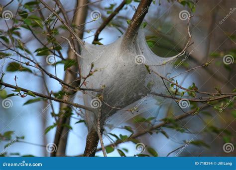 Eastern Tent Caterpillar Nest Stock Photo - Image of spun, caterpillars ...