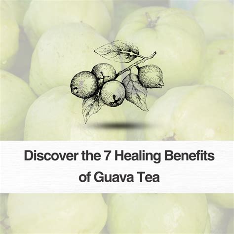 Discover the 7 Healing Benefits of Guava Tea – The Veda Store
