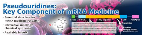 Pseudouridines: Key Component of mRNA Medicine | Tokyo Chemical ...