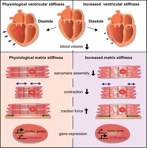 Frontiers | Sensing and Responding of Cardiomyocytes to Changes of Tissue Stiffness in the ...