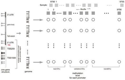 D-GPM: A Deep Learning Method for Gene Promoter Methylation Inference