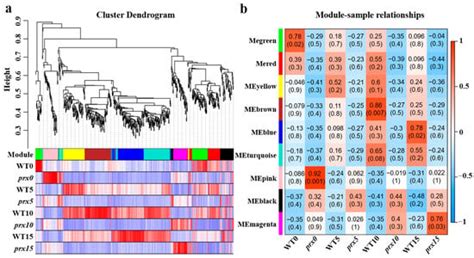 Comparative Transcriptomic Insights into the Mechanisms Underlying ...