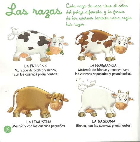 Vaca En Inglés