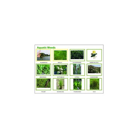 FDC Diquat Dibromide Aquatic Weed Killer for Lakes and India | Ubuy