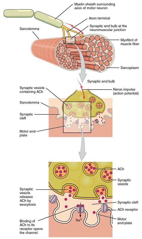 Muscle Contraction Process 的图像结果
