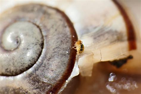 Image result for Spring Tails Fast