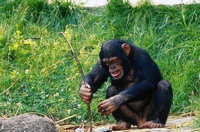 Image result for Chimps Using Sticks for Tools