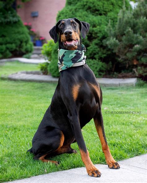 Floppy Eared Dobermans: The Unconventional Beauty of an Iconic Breed ...